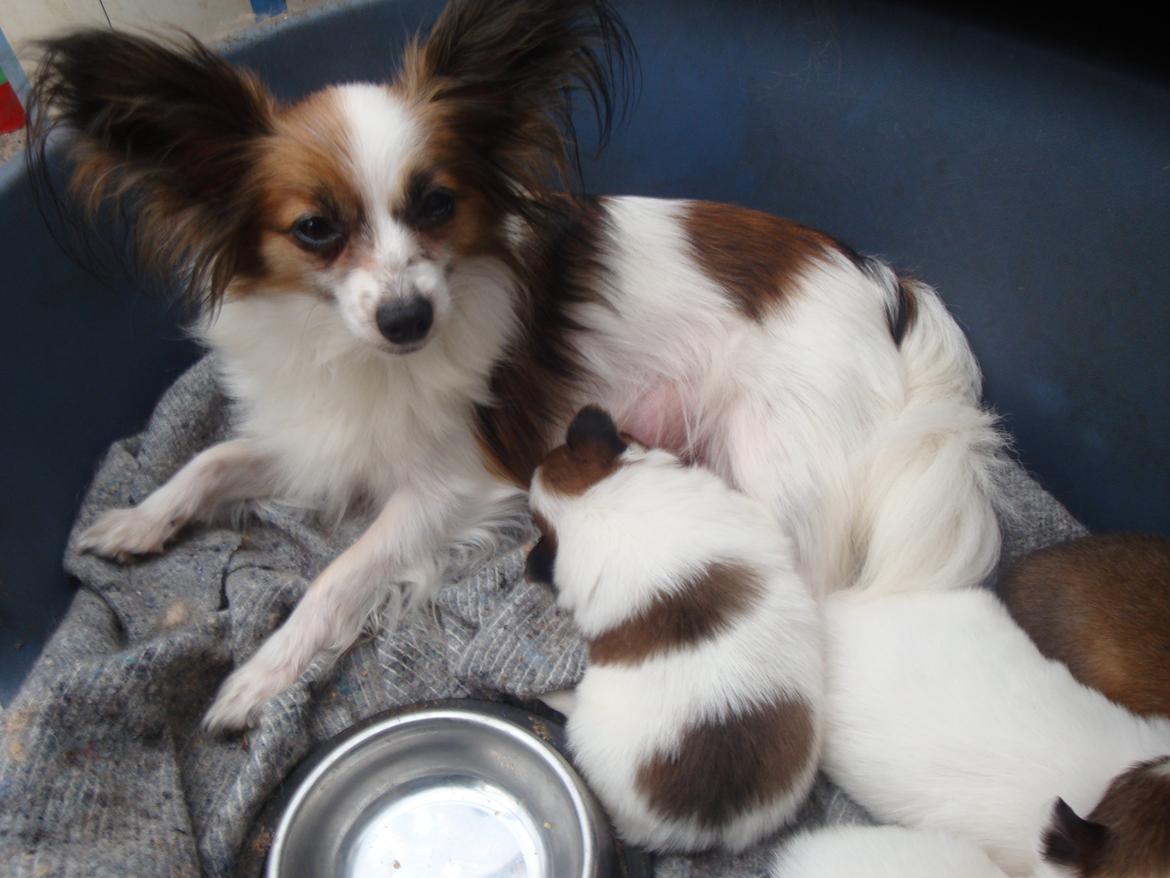 Papillon Jeanne d`Archs Victoria kaldet Vicky billede 20