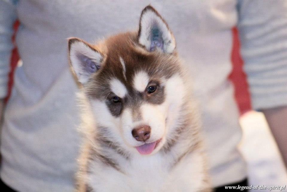 Siberian husky Smooth Ride Legend of the Spirit "Smutti" - Smooth Ride Legend of the Spirit billede 1