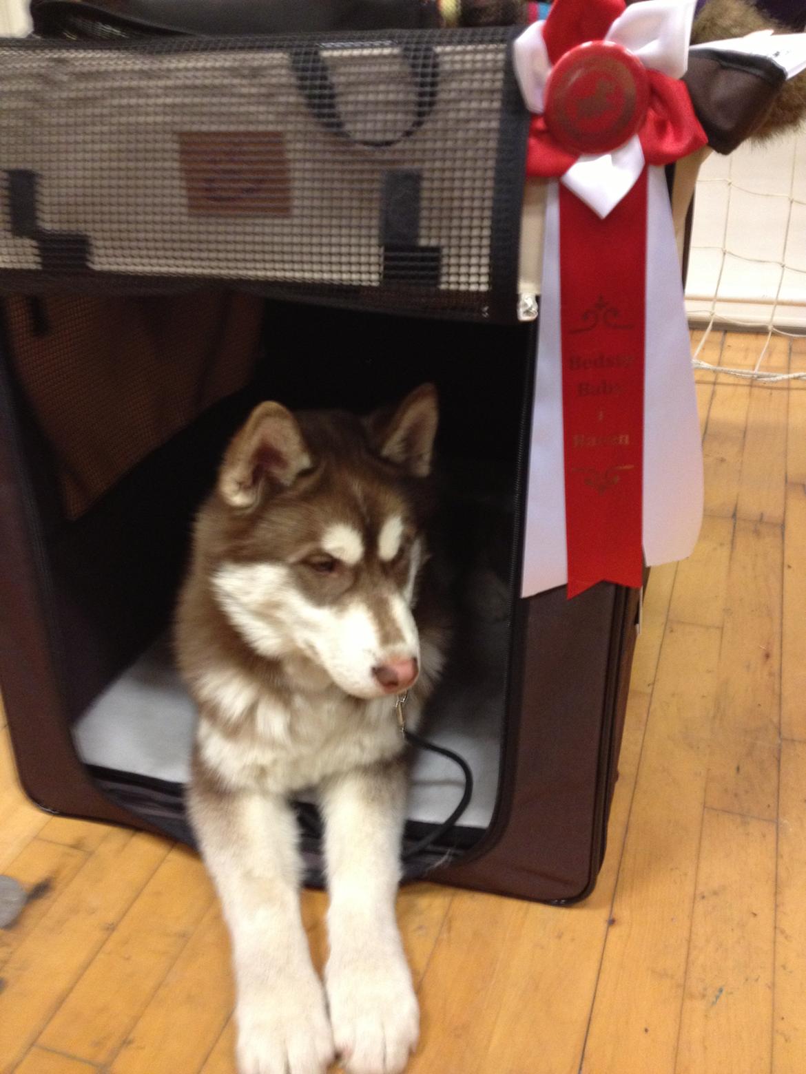 Siberian husky Smooth Ride Legend of the Spirit "Smutti" - På første skue og vandt BIR billede 4