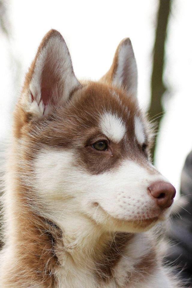 Siberian husky Smooth Ride Legend of the Spirit "Smutti" - Smutti = Smooth Ride Legend of the Spirit billede 3