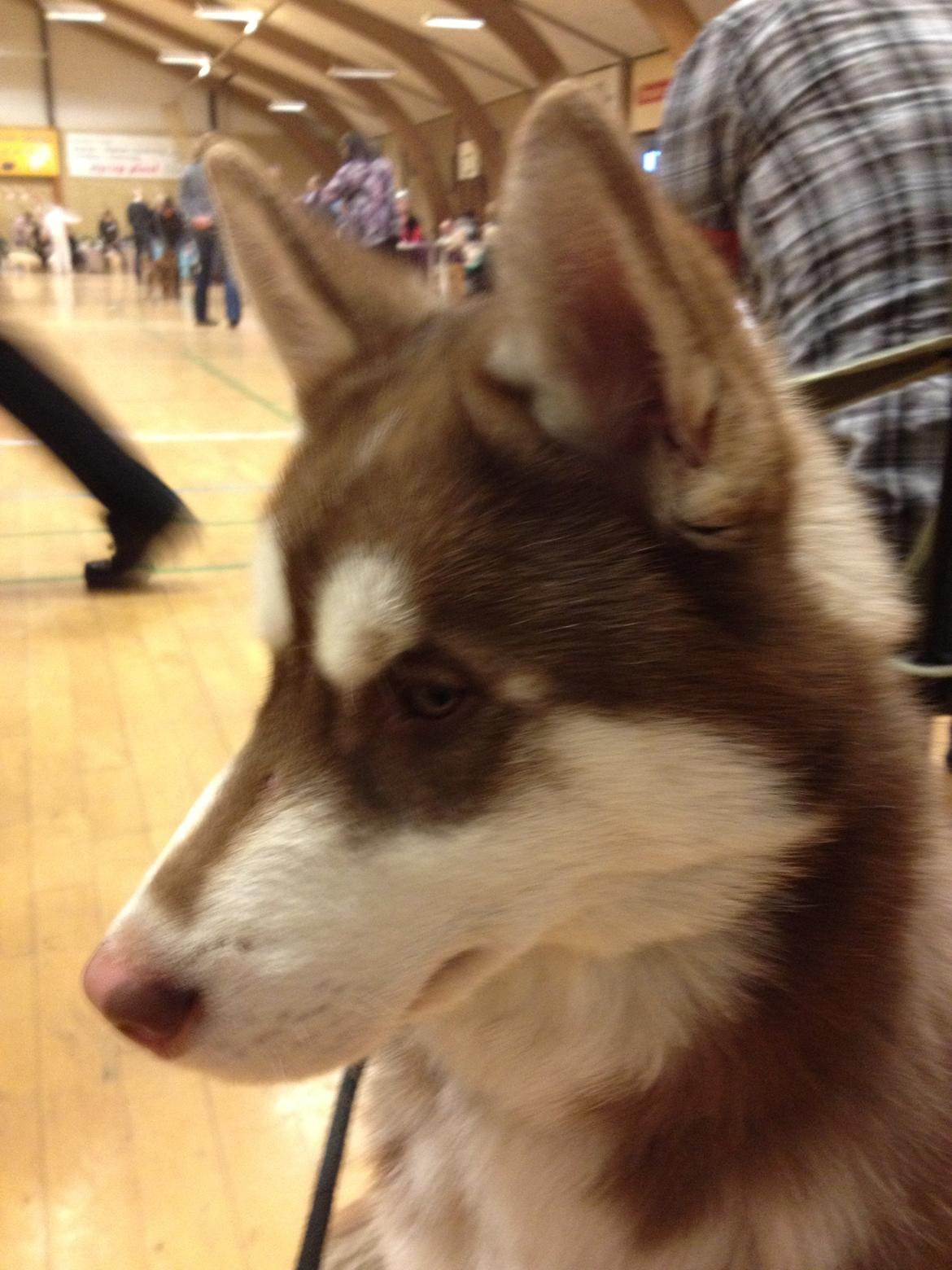 Siberian husky Smooth Ride Legend of the Spirit "Smutti" - Smutti billede 5