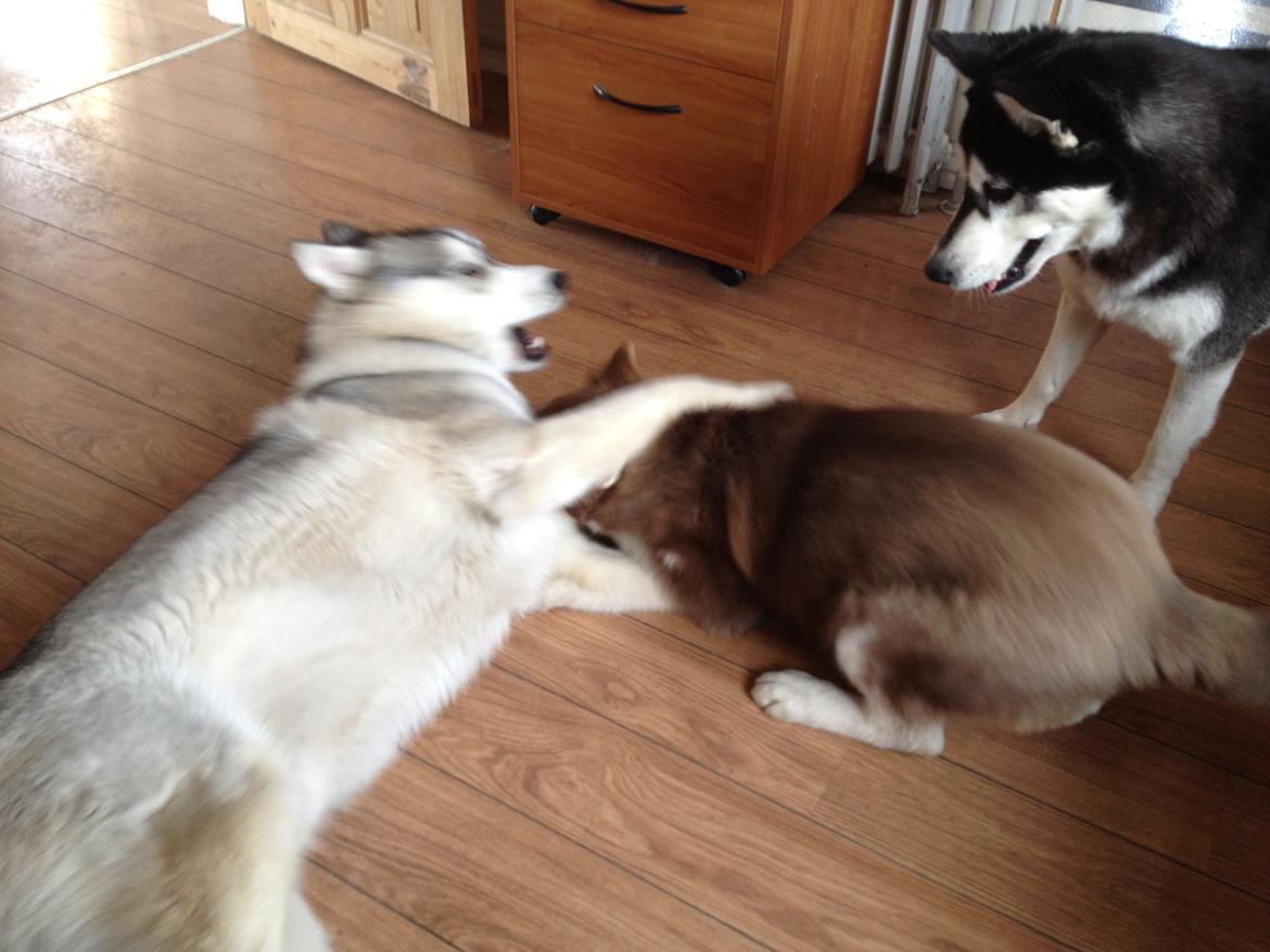 Siberian husky Smooth Ride Legend of the Spirit "Smutti" - Smutti, Nuggi og Dina leger billede 6