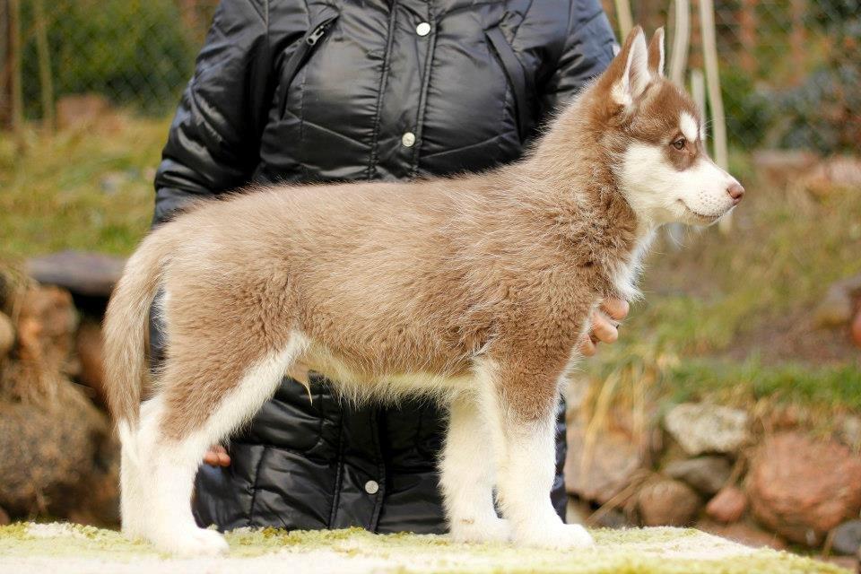 Siberian husky Smooth Ride Legend of the Spirit "Smutti" - Smutti - 8 uger gammel billede 2