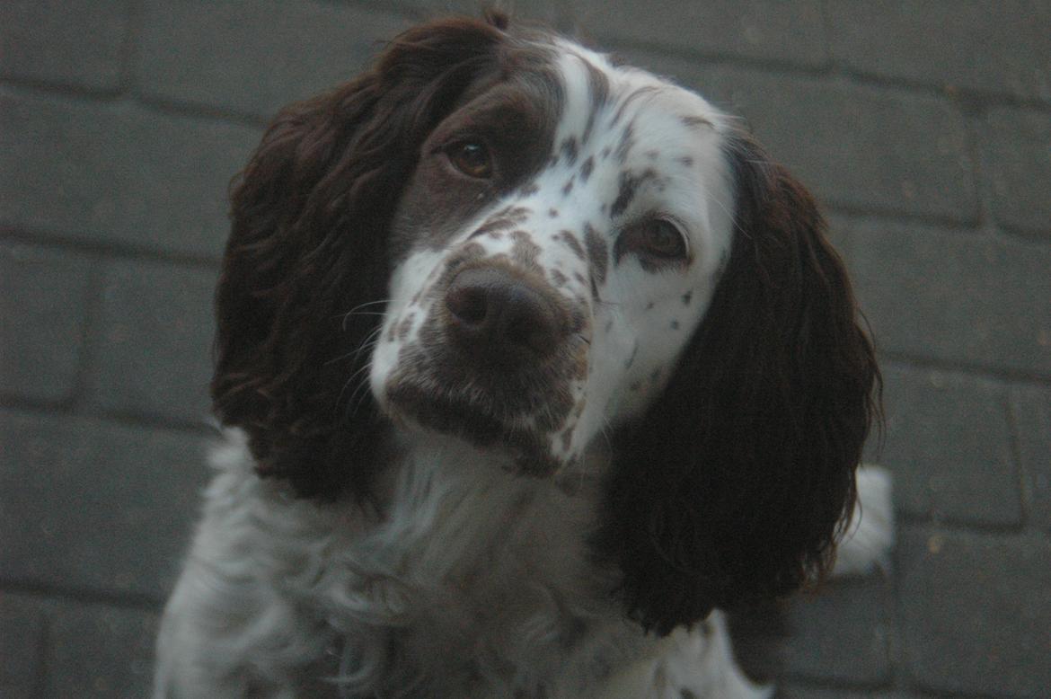 Engelsk springer spaniel Zita - Det er taget i sommerferien 12 billede 1