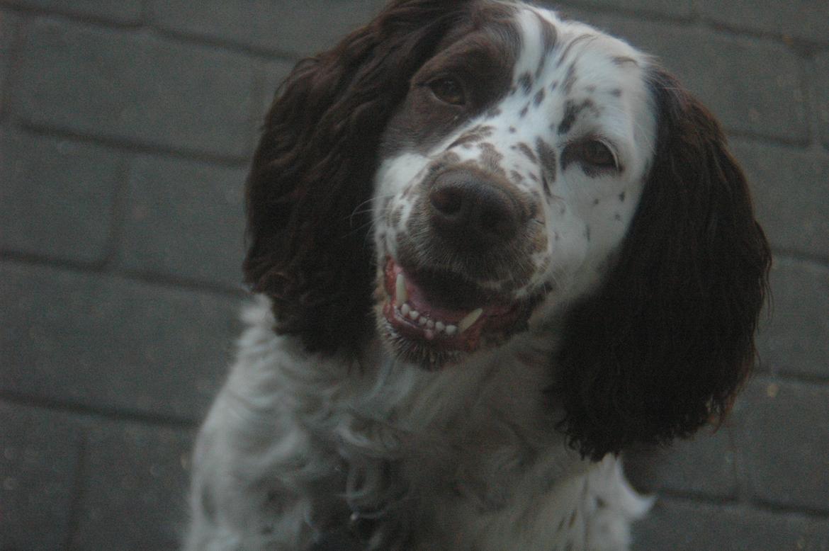 Engelsk springer spaniel Zita billede 2