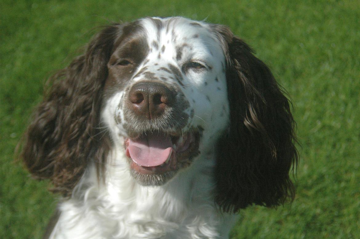 Engelsk springer spaniel Zita billede 3