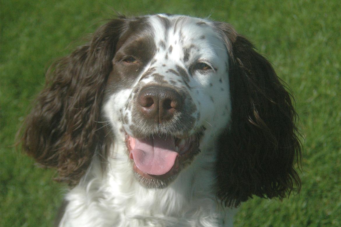 Engelsk springer spaniel Zita billede 4