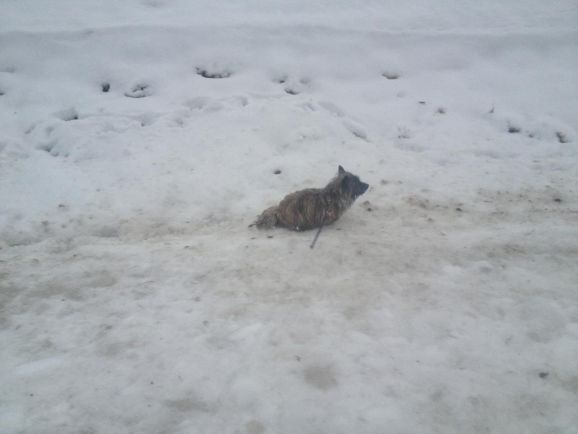 Cairn terrier Cairnehusets Bine "solgt" billede 7