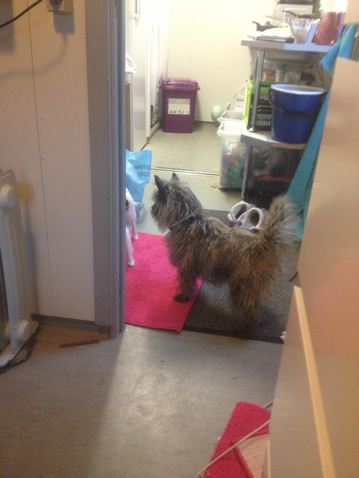 Cairn terrier Cairnehusets Bine "solgt" billede 8