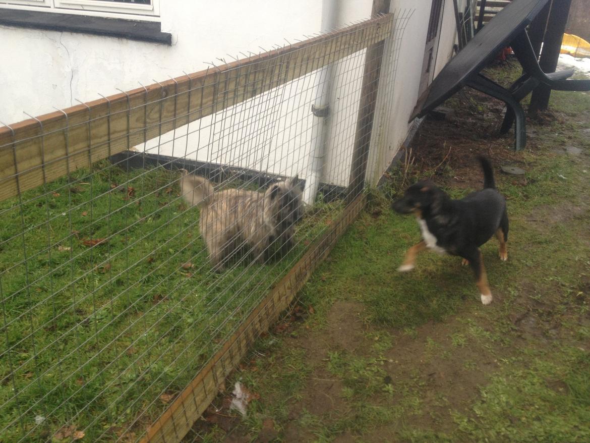 Cairn terrier Cairnehusets Bine "solgt" billede 9