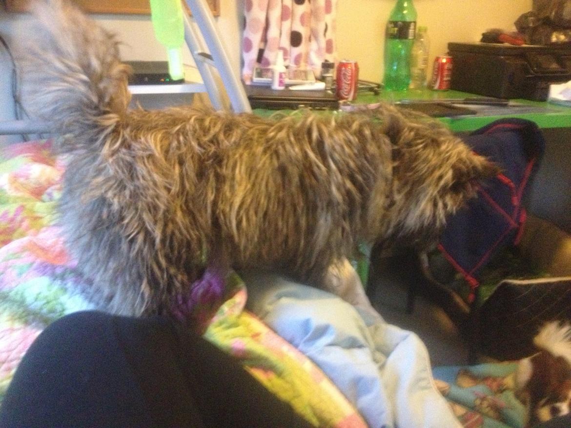 Cairn terrier Cairnehusets Bine "solgt" billede 10