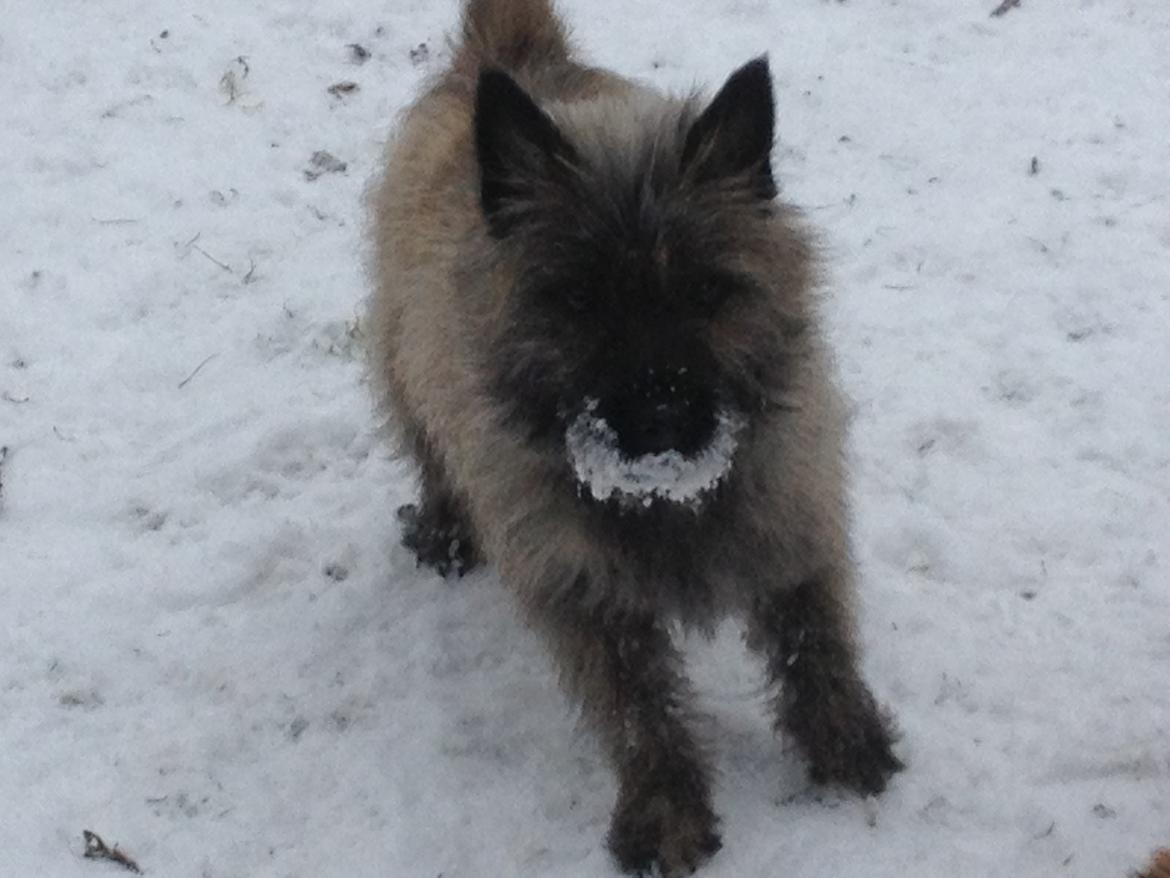 Cairn terrier Cairnehusets Bine "solgt" billede 11