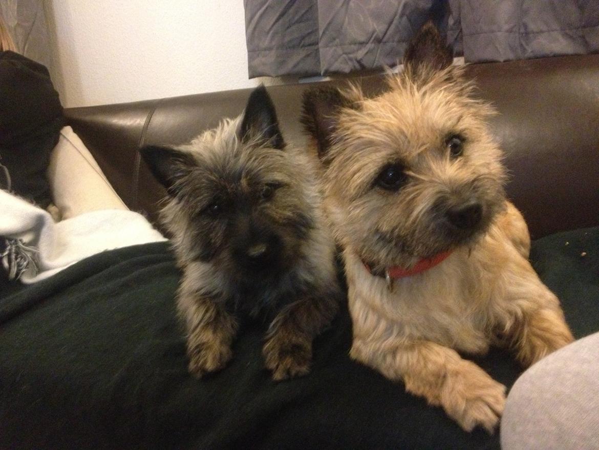 Cairn terrier Cairnehusets Bine "solgt" billede 12