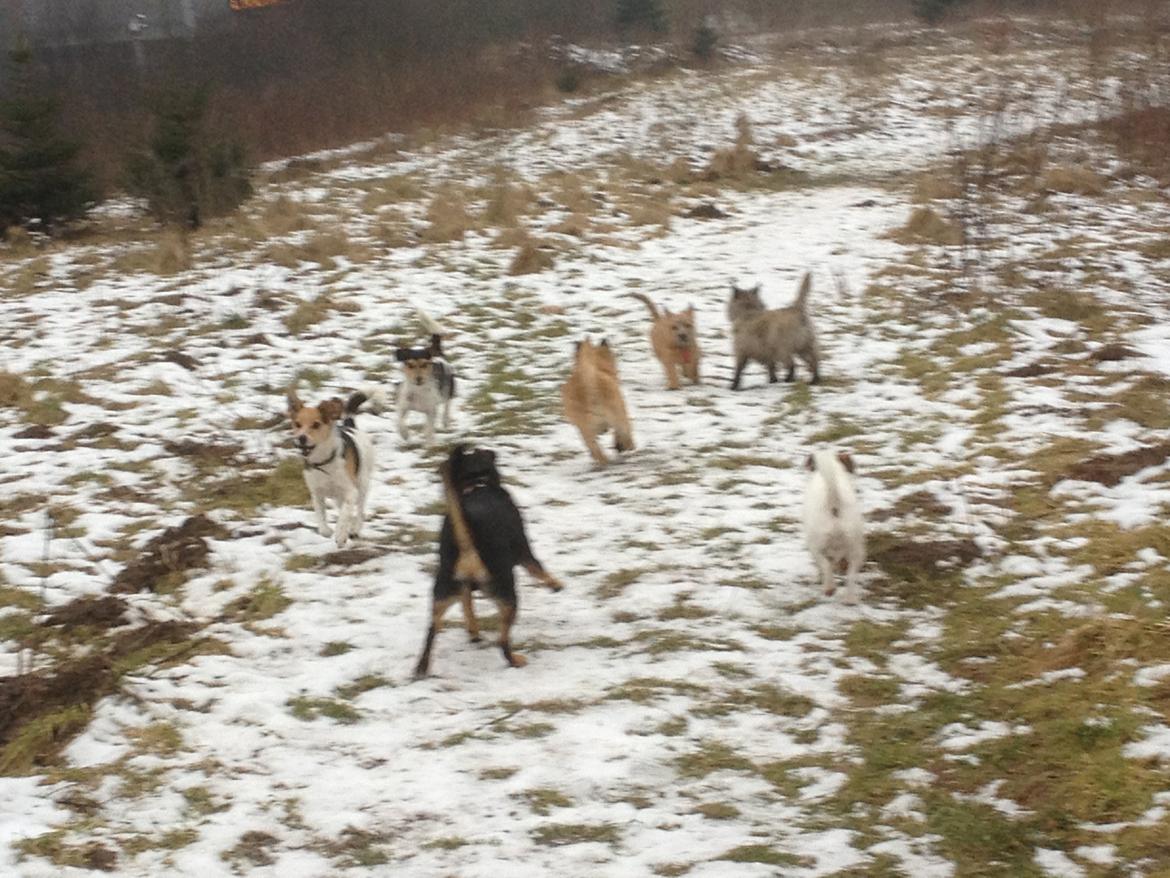 Cairn terrier Cairnehusets Bine "solgt" billede 13