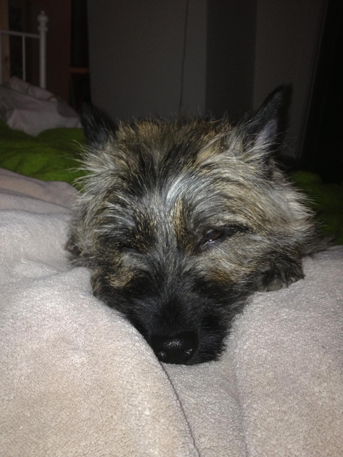 Cairn terrier Cairnehusets Bine "solgt" billede 14