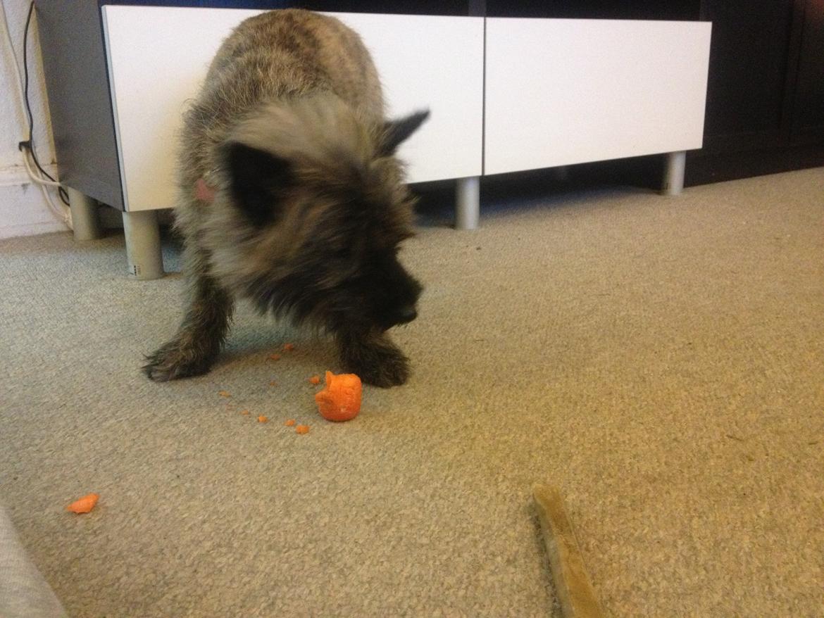 Cairn terrier Cairnehusets Bine "solgt" billede 15