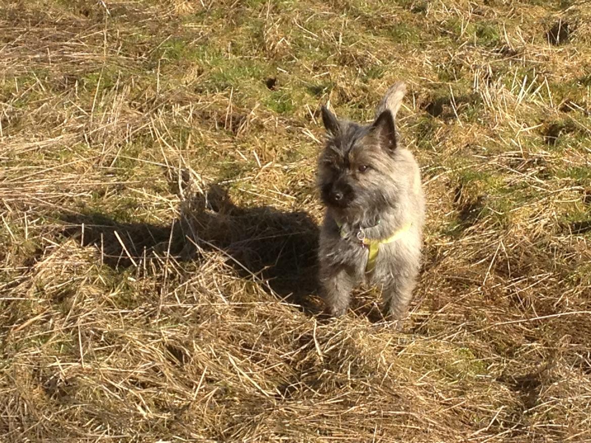 Cairn terrier Cairnehusets Bine "solgt" billede 16