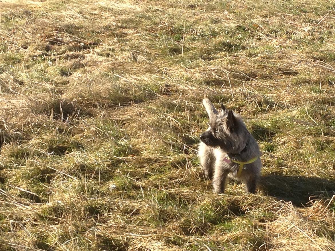 Cairn terrier Cairnehusets Bine "solgt" billede 17
