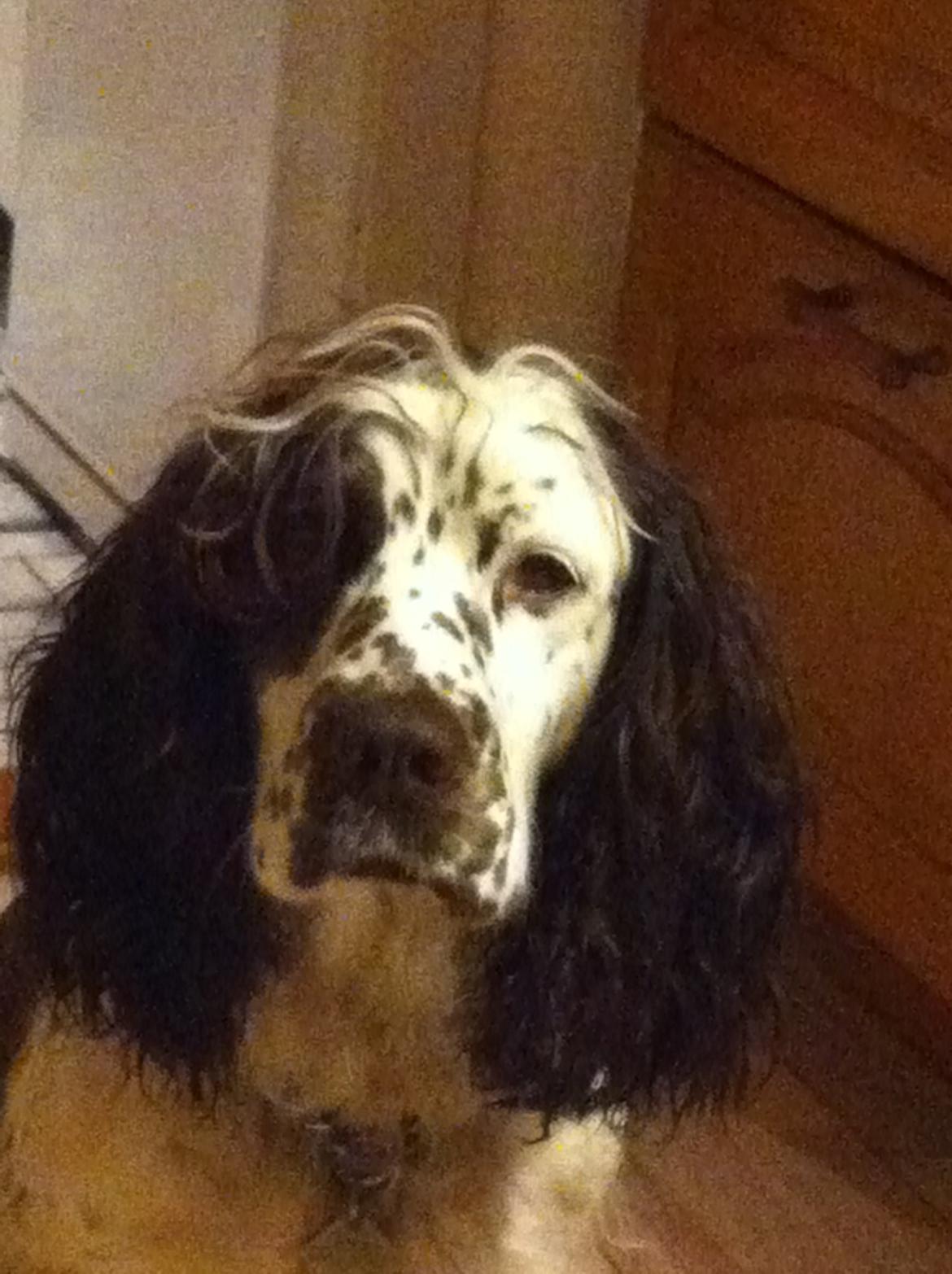 Engelsk springer spaniel Zita billede 5