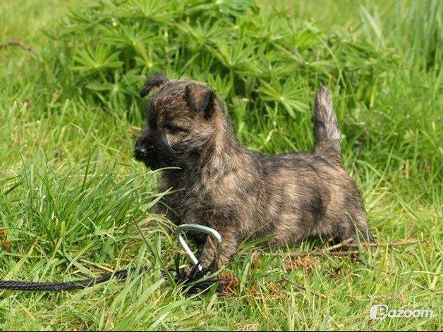 Cairn terrier Cairnehusets Bine "solgt" billede 18