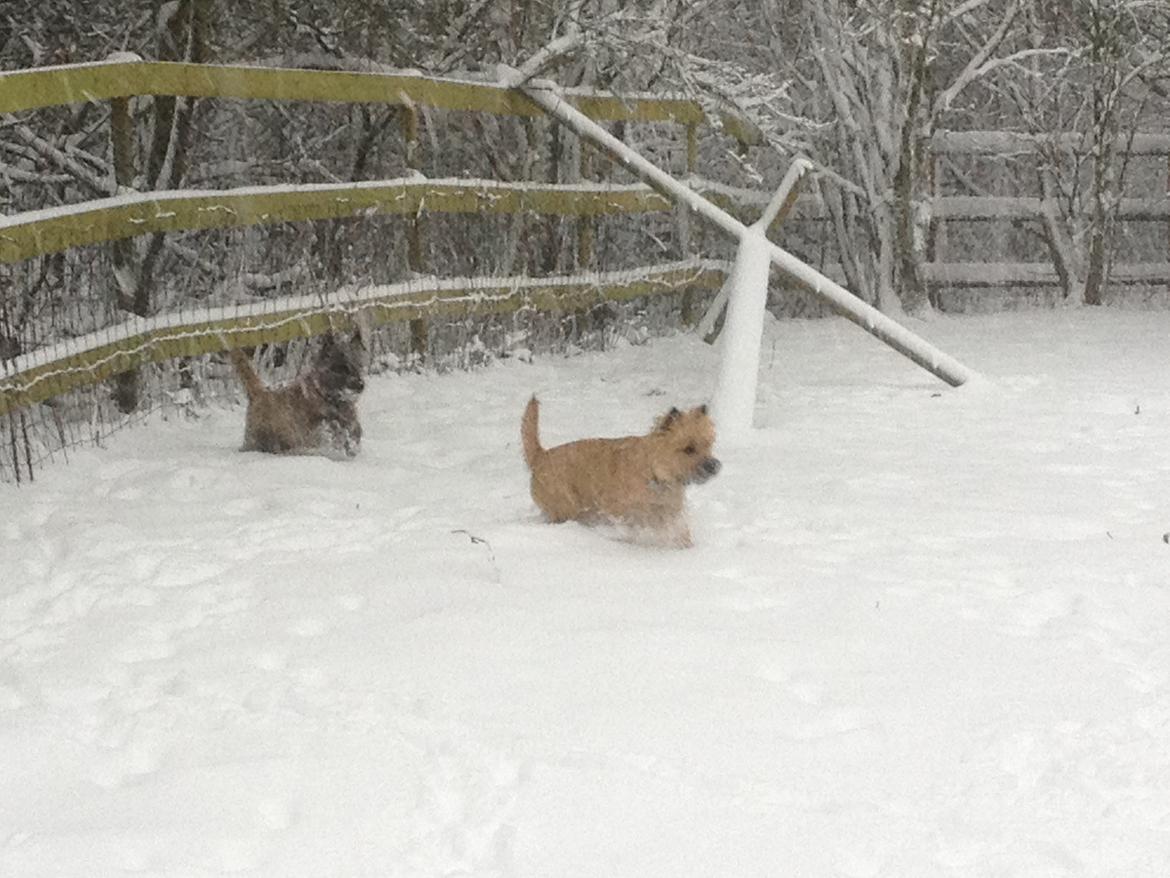 Cairn terrier Cairnehusets Bine "solgt" billede 19