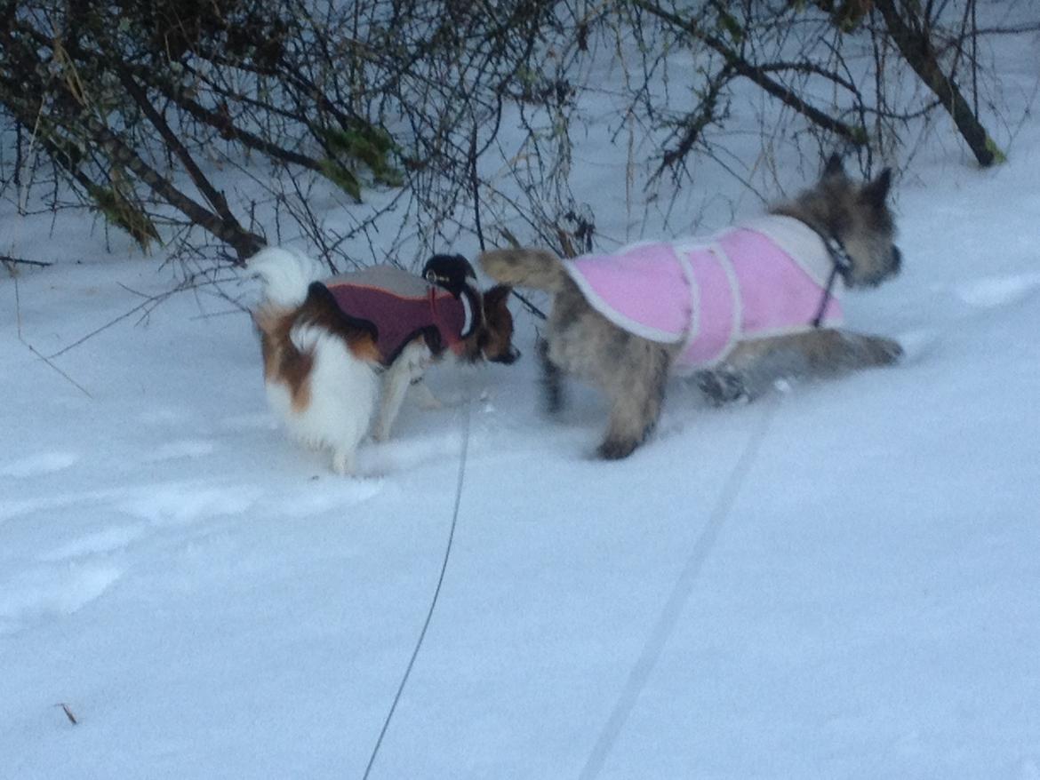 Cairn terrier Cairnehusets Bine "solgt" billede 20