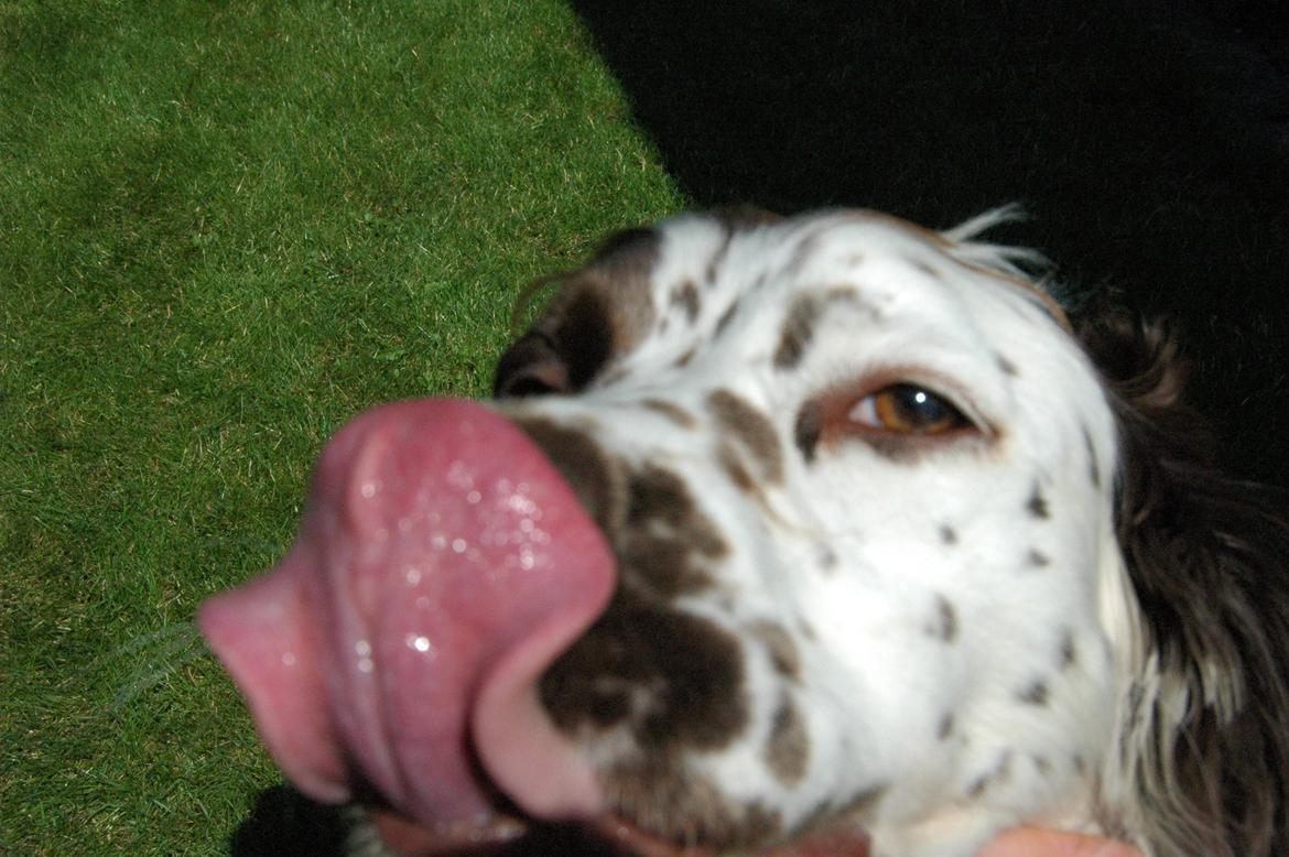 Engelsk springer spaniel Zita billede 6