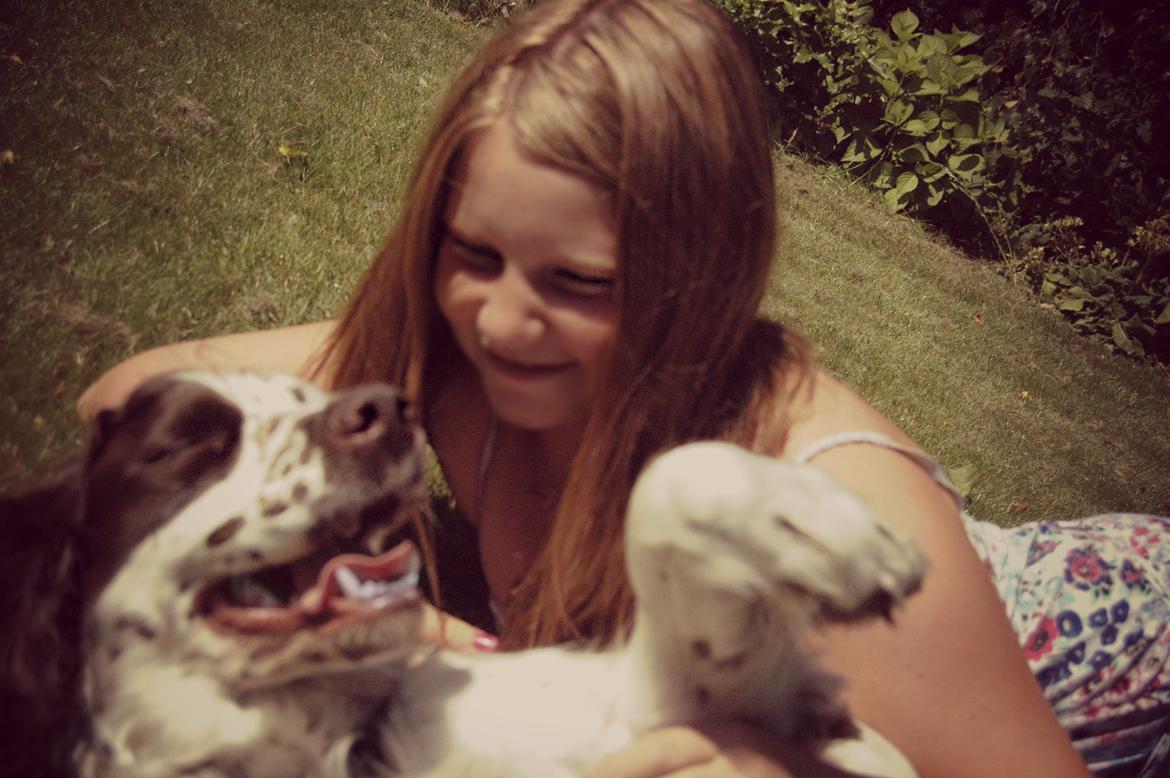 Engelsk springer spaniel Zita billede 7