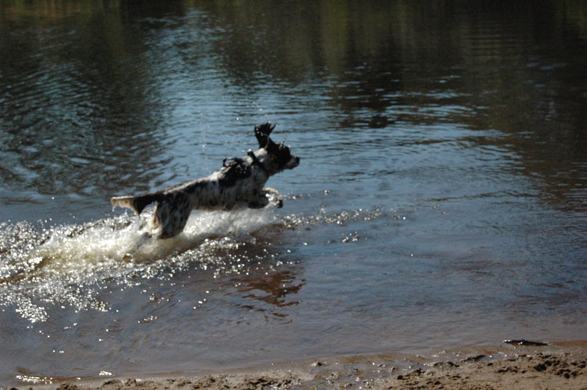 Engelsk springer spaniel Zita - Hun elsker at bade! billede 8