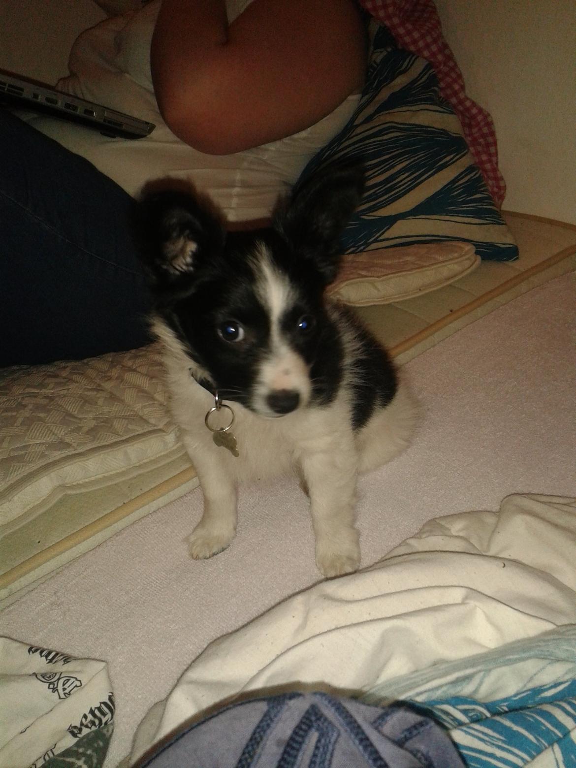 Blanding af racer Kani billede 17