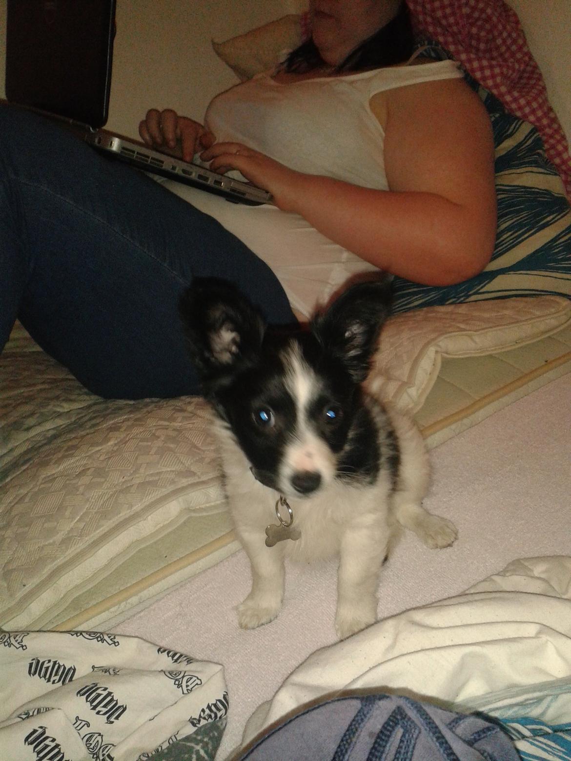 Blanding af racer Kani billede 18