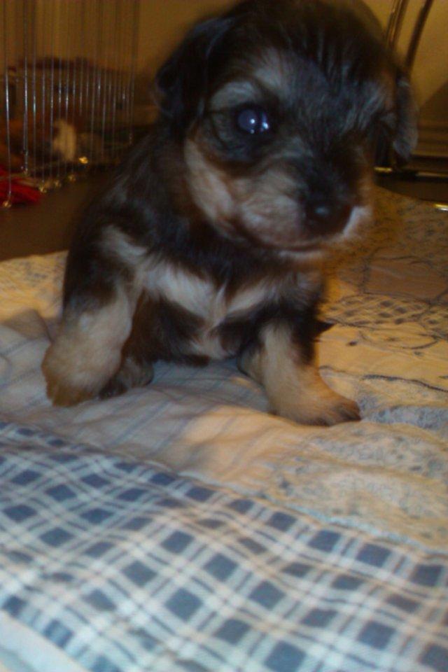 Blanding af racer Molly<3 - her er molly de 4 uger ca. billede 1