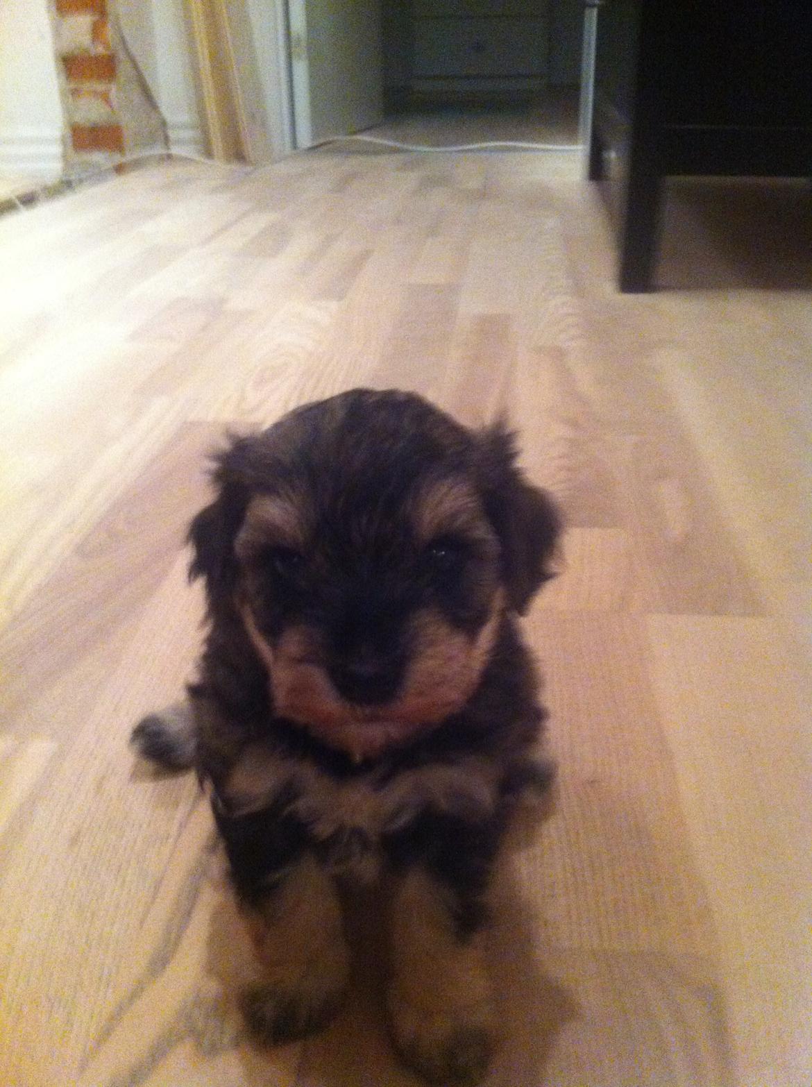 Blanding af racer Molly<3 - her er hun 5-6 uger billede 2