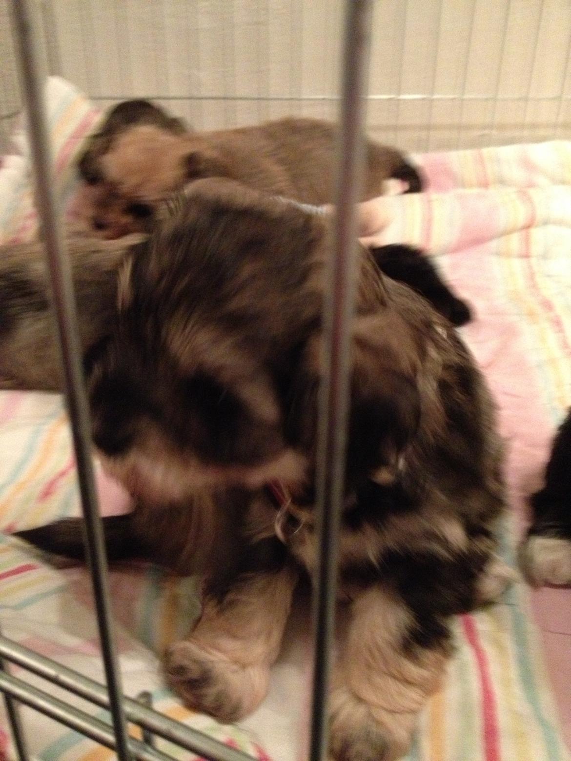 Blanding af racer Molly<3 billede 3