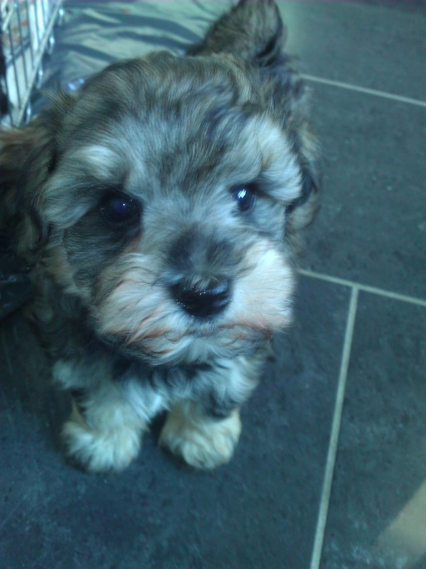 Blanding af racer Molly<3 - 7 uger billede 4