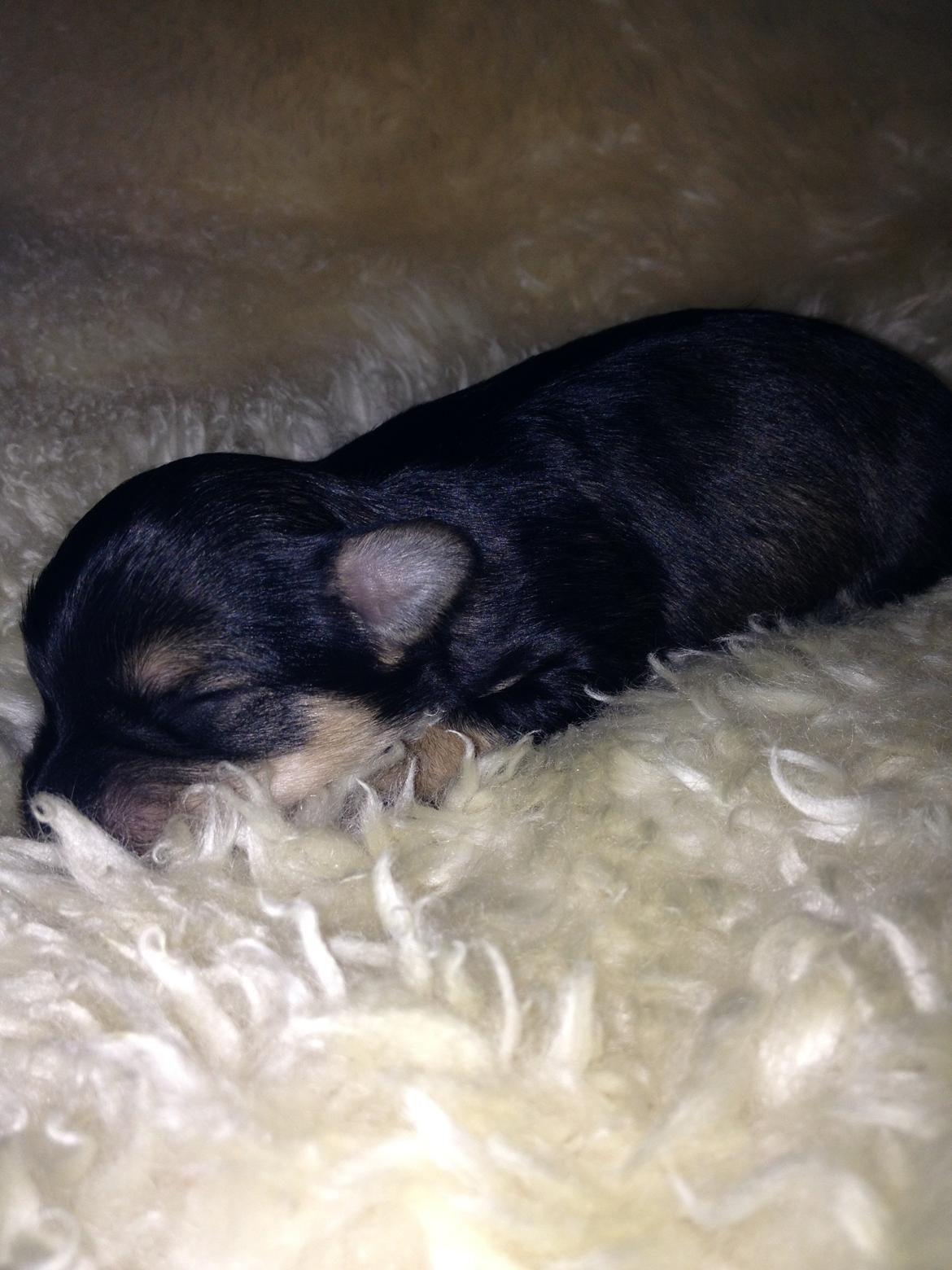 Blanding af racer Molly<3 - ca. 2 uger gammel billede 5