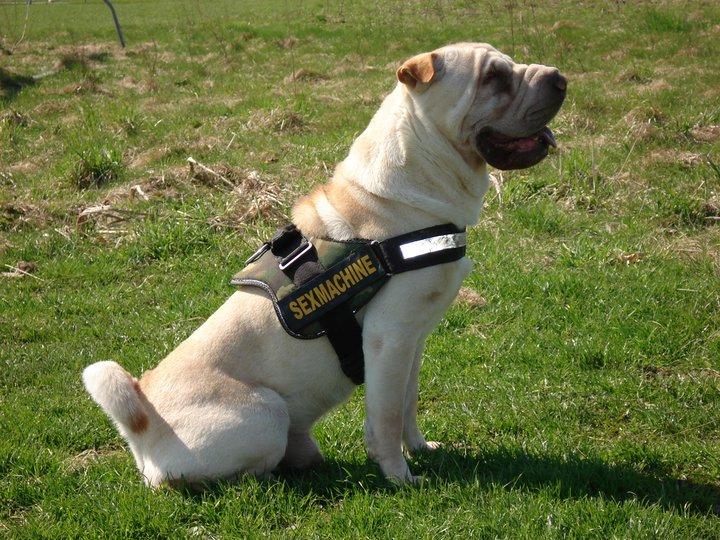 Shar pei Budda ??? R.I.P ??? billede 16