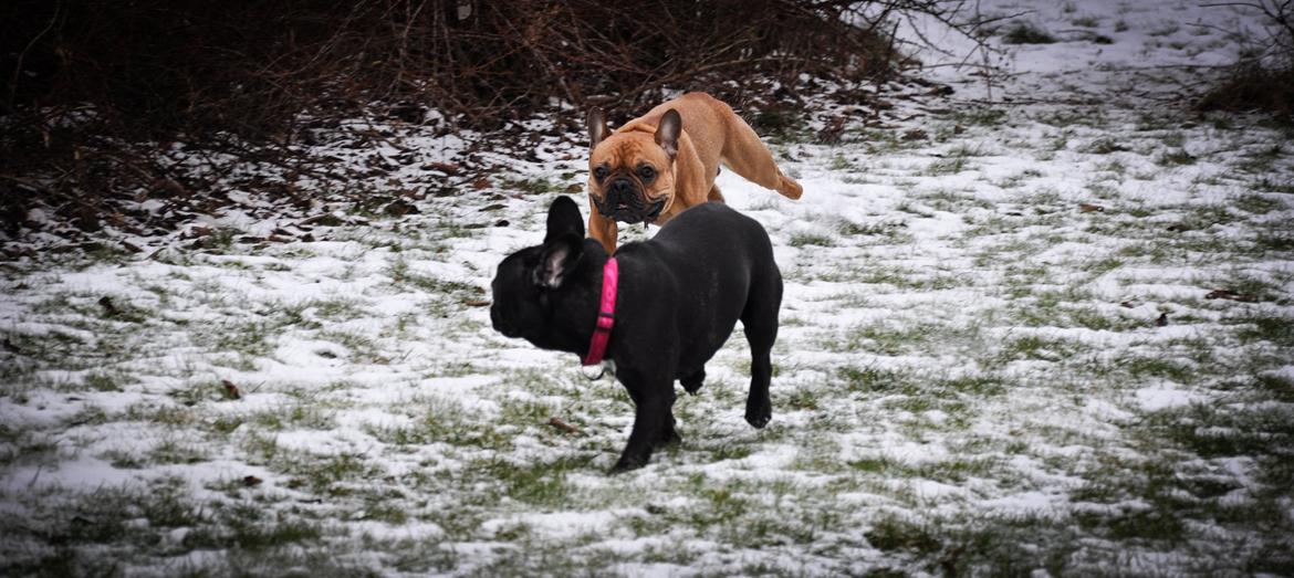 Fransk bulldog Joey - Joey og hans "kæreste" Minnie :-) billede 19