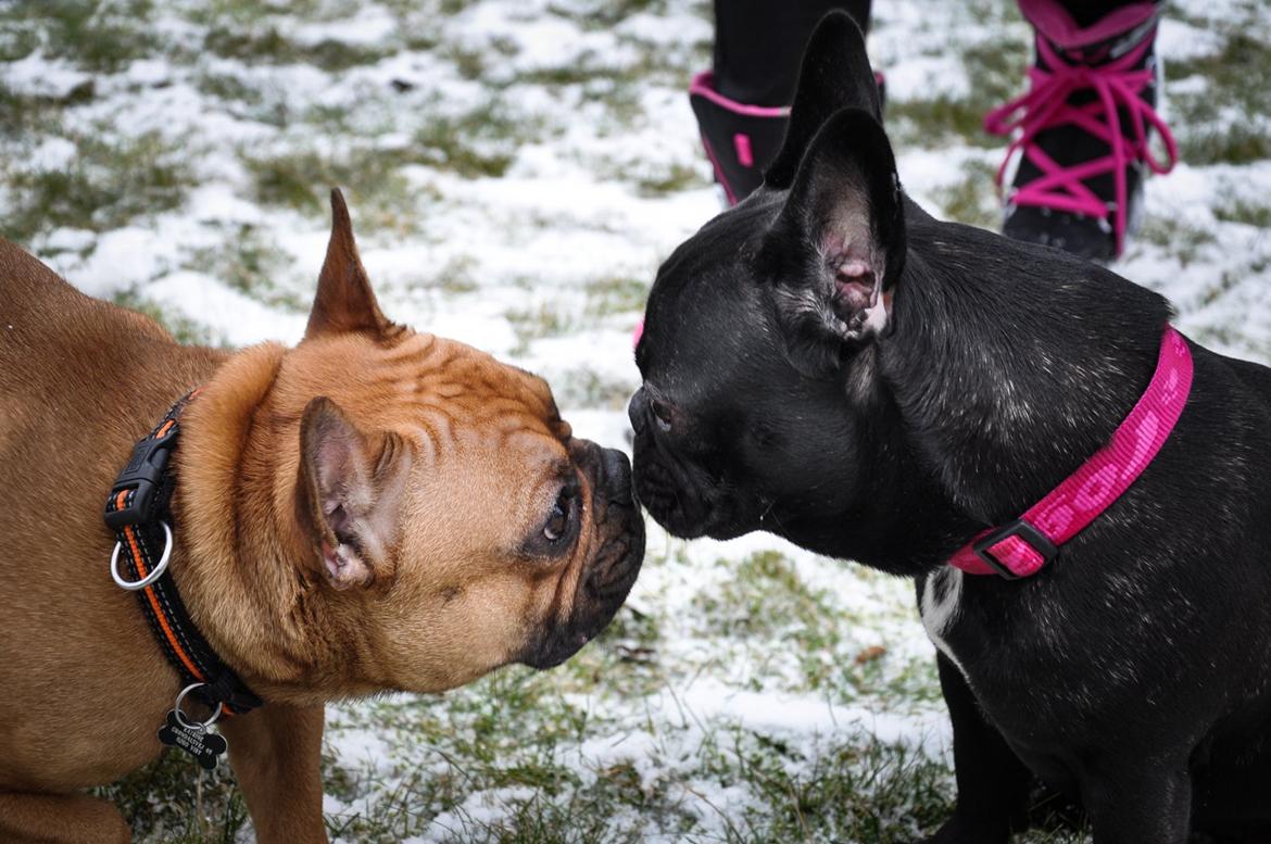 Fransk bulldog Joey - Joey og hans "kæreste" Minnie :-) billede 20