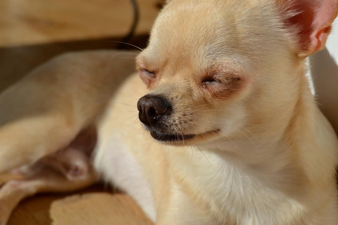 Chihuahua Eddie billede 29
