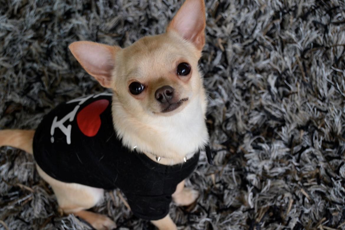 Chihuahua Eddie billede 15