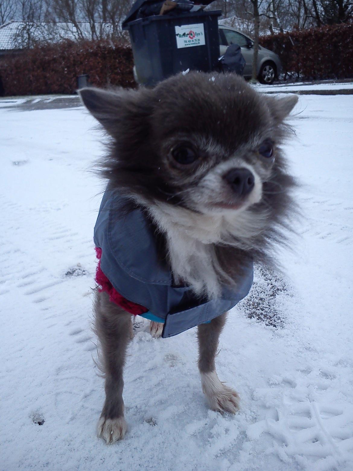 Chihuahua Shining Buster billede 6