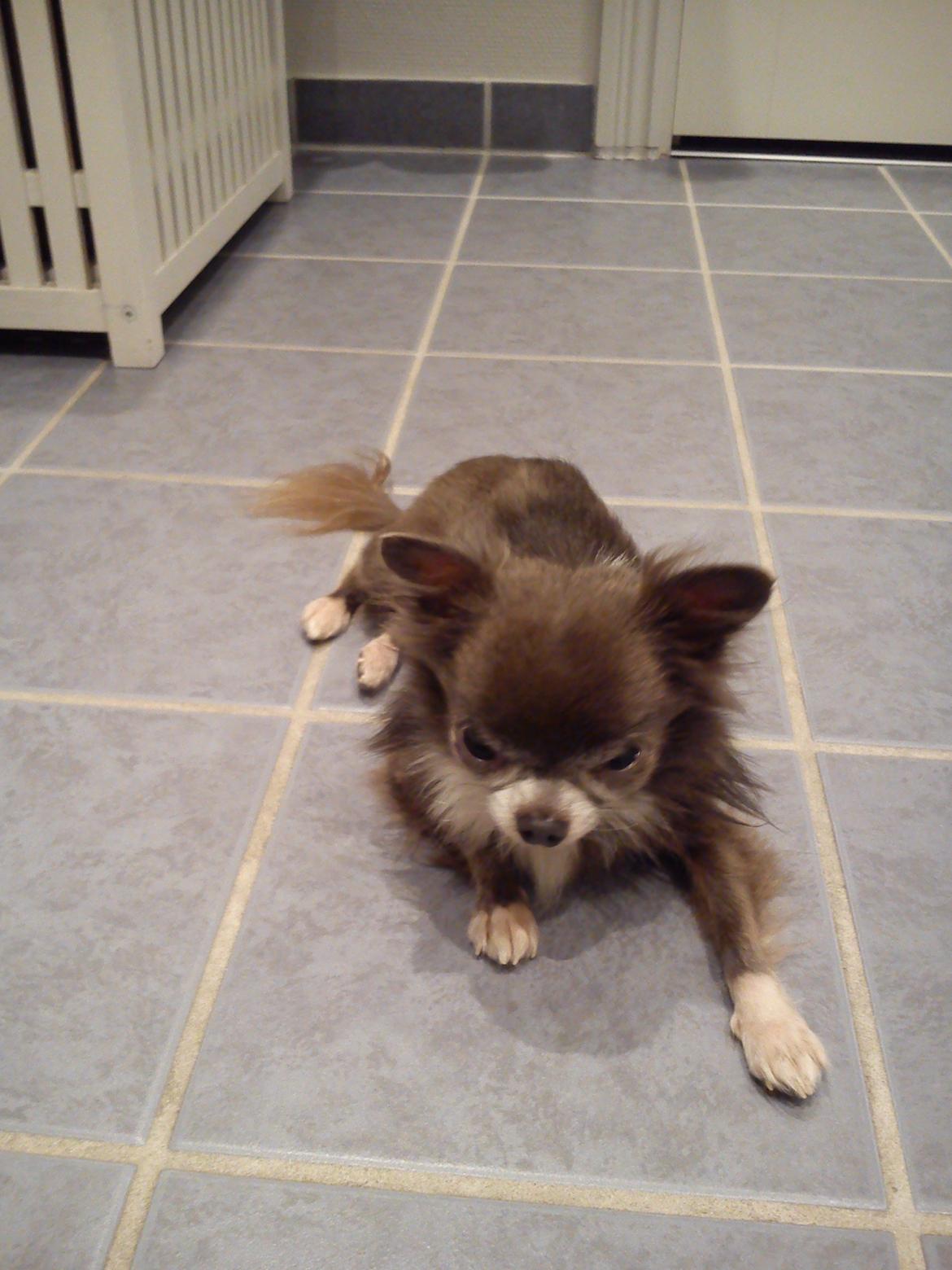 Chihuahua Shining Buster billede 17