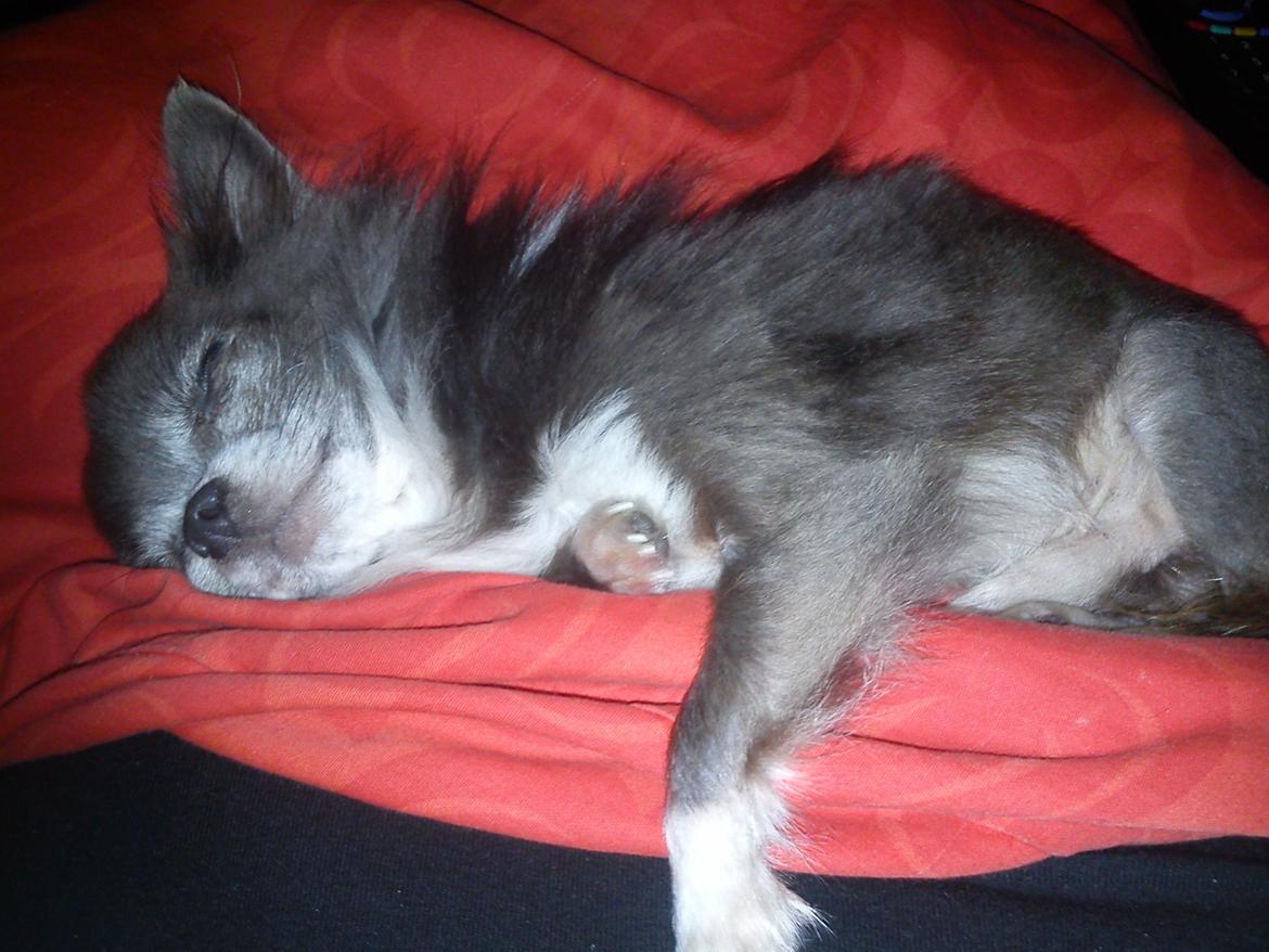 Chihuahua Shining Buster billede 18