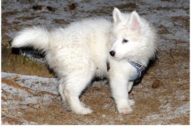 Samojedhund Tjalfe billede 10