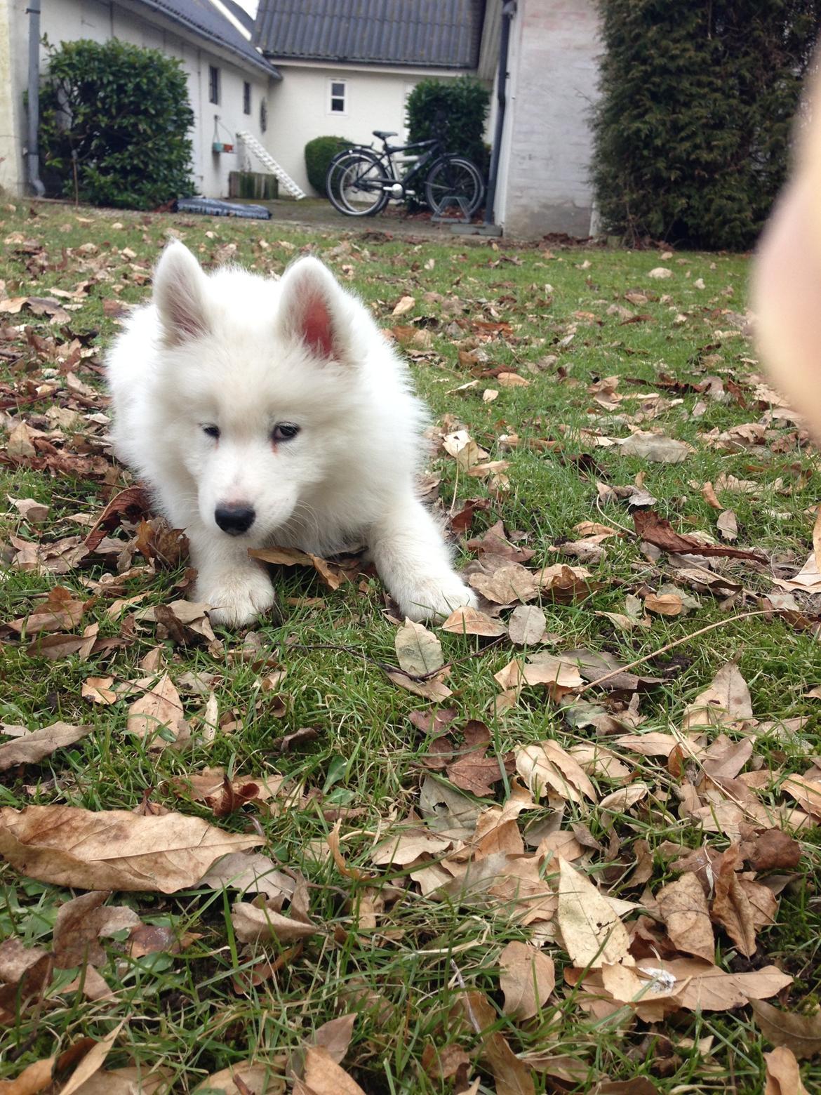 Samojedhund Tjalfe billede 14