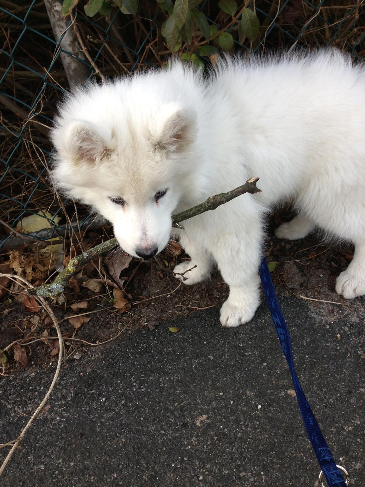 Samojedhund Tjalfe billede 15