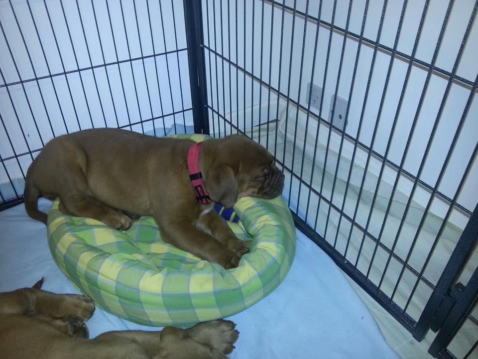 Dogue de bordeaux Siem Blair the Queen Bee - Blair der putter. billede 7