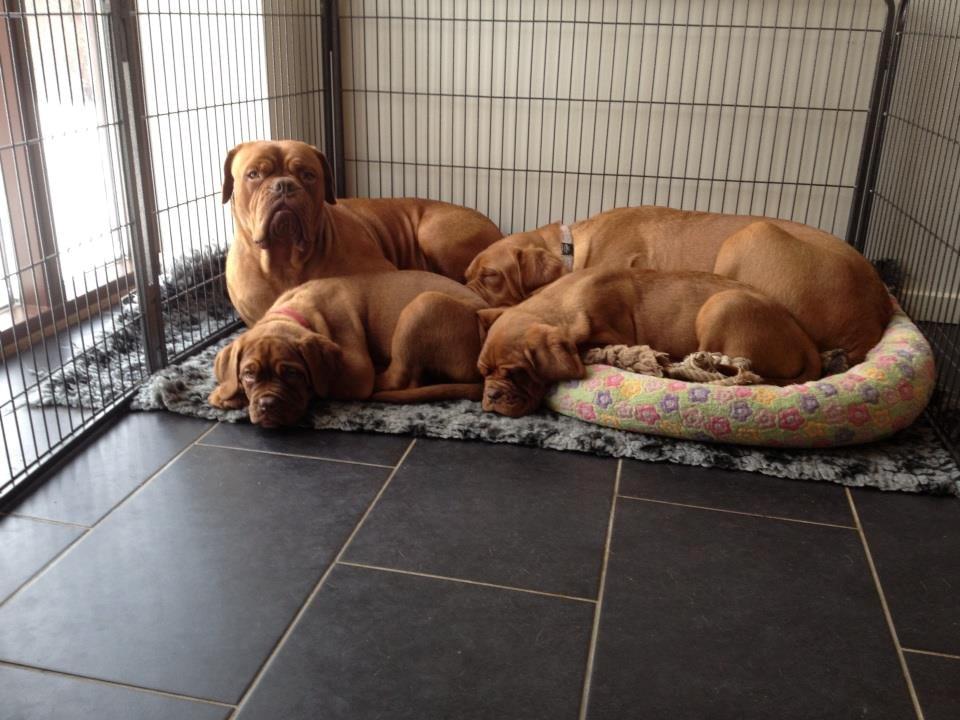 Dogue de bordeaux Siem Blair the Queen Bee - Blair sammen med mor (Nougat), halv store søster (Athea) og bror (Basilio). billede 9