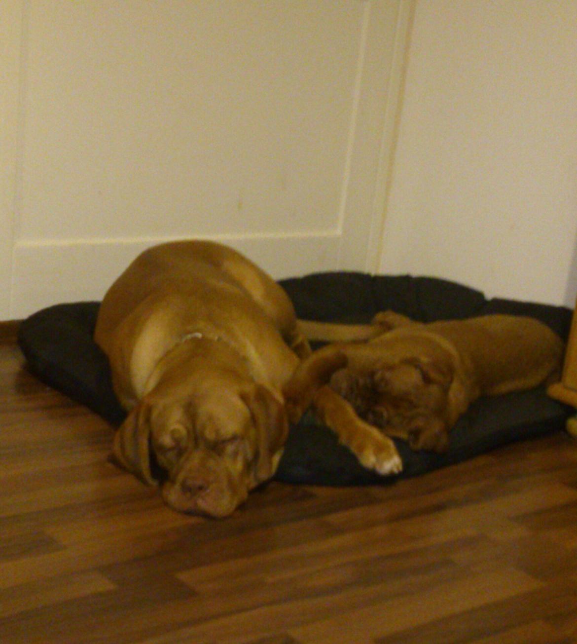 Dogue de bordeaux Siem Blair the Queen Bee - Blair og Athea :) billede 10